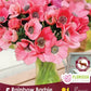 Anemone Rainbow Barbie- 5 bulbs