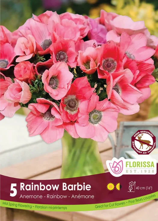 Anemone Rainbow Barbie- 5 bulbs