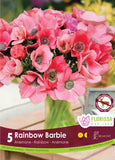 Anemone Rainbow Barbie- 5 bulbs