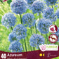 Allium Azureum - 40 bulbs
