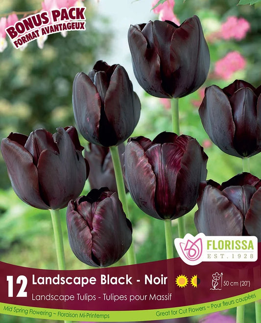 Tulip Landscape Black - 12 bulbs