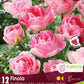 Tulip Finola -12 bulbs
