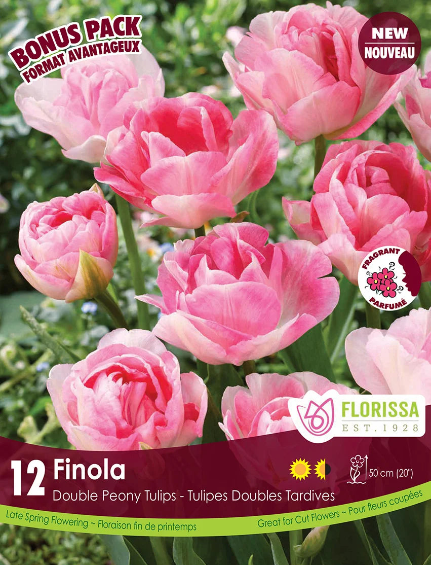 Tulip Finola -12 bulbs
