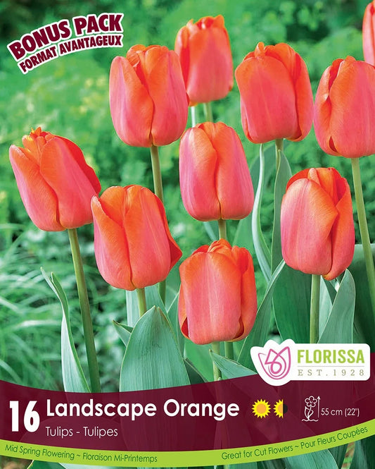 Tulip Landscape Orange -16 bulbs