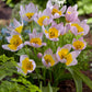 Tulip Saxatilis - 6 bulbs