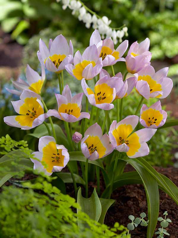 Tulip Saxatilis - 6 bulbs