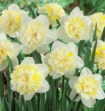Narcissus Ice King - 5 bulbs