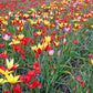 Tulip Botanical Mix -30 bulbs