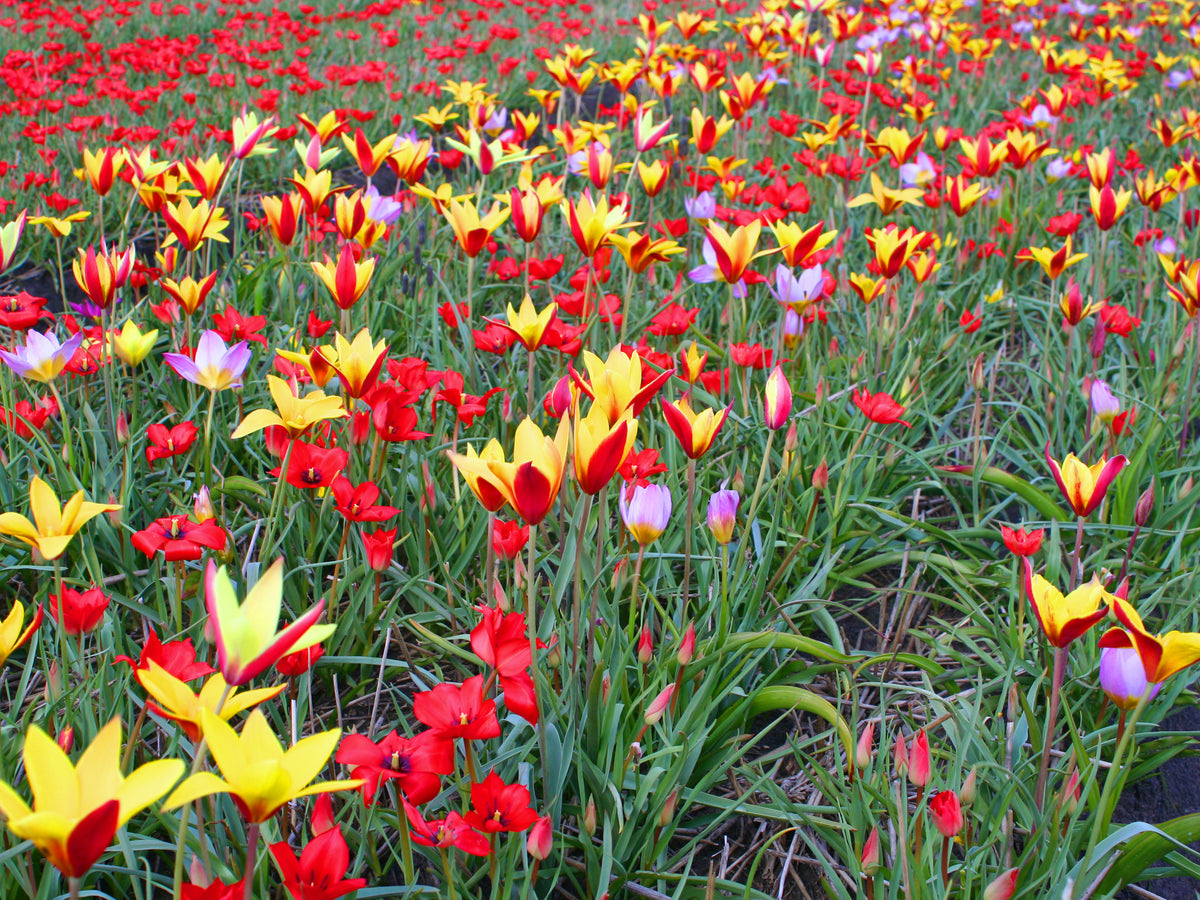 Tulip Botanical Mix -30 bulbs