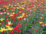Tulip Botanical Mix -30 bulbs