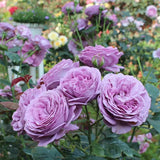 Kinda Blue 微蓝 Bare-Root Rose 2025(Pre-order)