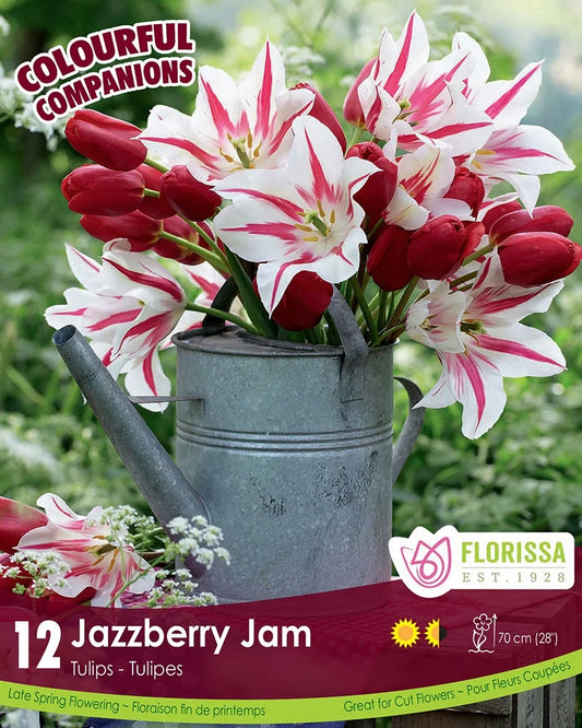 Tulip Jazzberry Jam - 12bulbs
