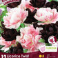 Tulip Licorice Twist -12 bulbs