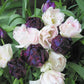 Tulip Licorice Twist -12 bulbs