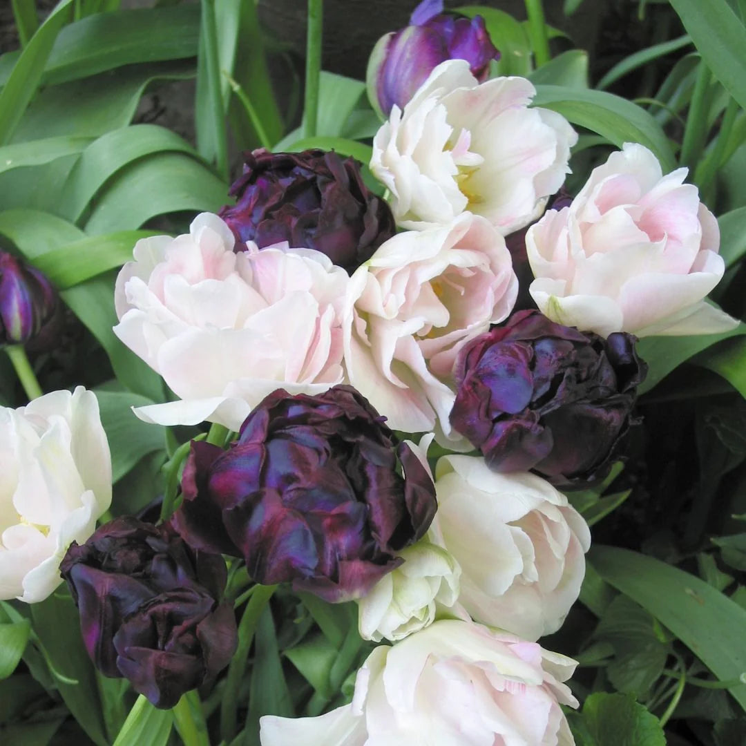 Tulip Licorice Twist -12 bulbs
