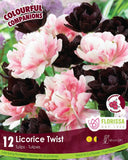 Tulip Licorice Twist -12 bulbs