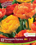 Tulip pineapple express - 12 bulbs