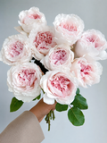 strawberry milkshake 草莓奶昔-Potted Rose – Ready to Ship
