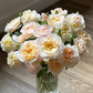 Moonlight in Paris-Potted Rose – Ready to Ship
