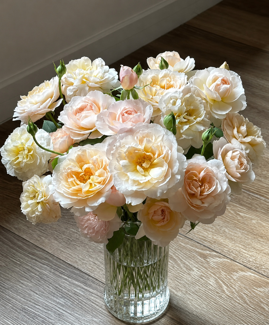 Moonlight in Paris-Potted Rose – Ready to Ship