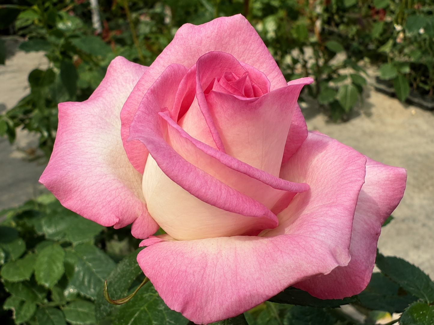 Moonstone-Potted Rose – Ready to Ship