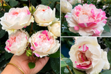 Yves Chanter Marie-Potted Rose – Ready to Ship