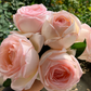 Kaoruno-Potted Rose – Ready to Ship