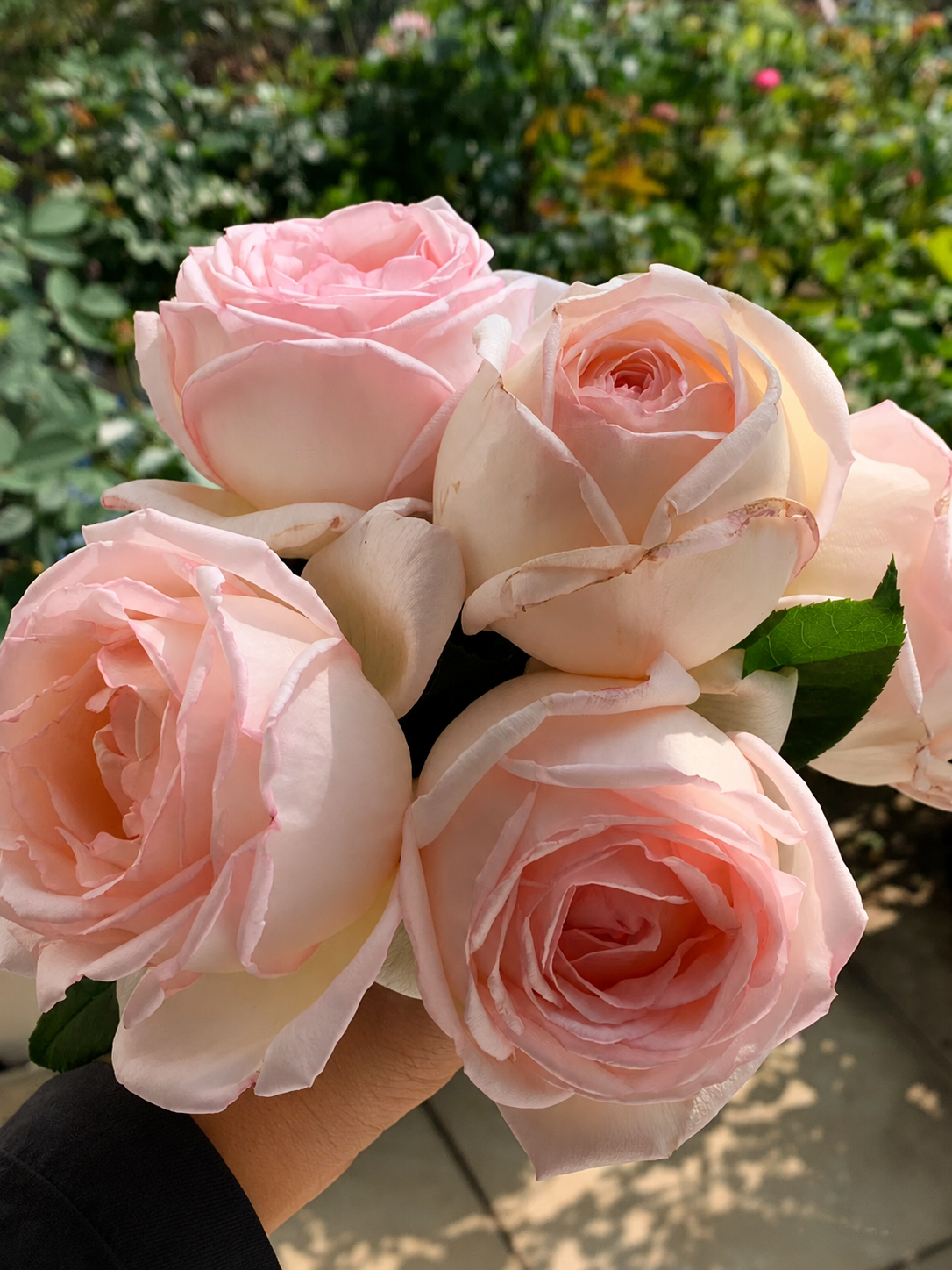 Kaoruno-Potted Rose – Ready to Ship