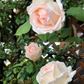 Kaoruno-Potted Rose – Ready to Ship