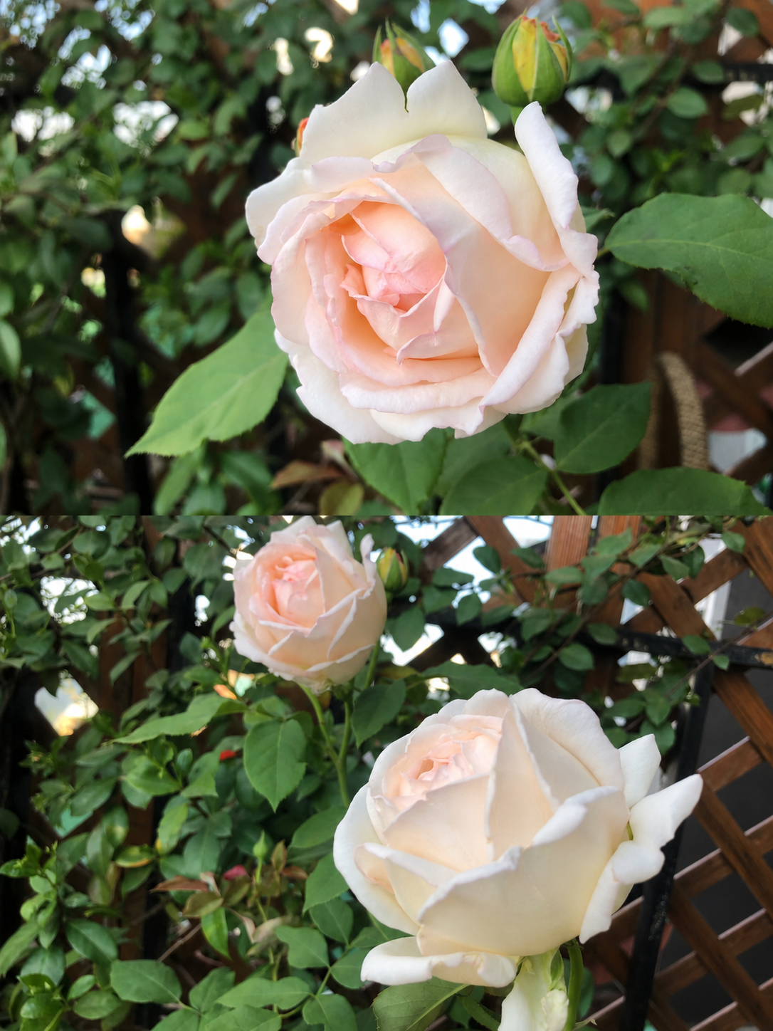 Kaoruno-Potted Rose – Ready to Ship