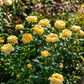 Jeanne d'Arc-Potted Rose – Ready to Ship