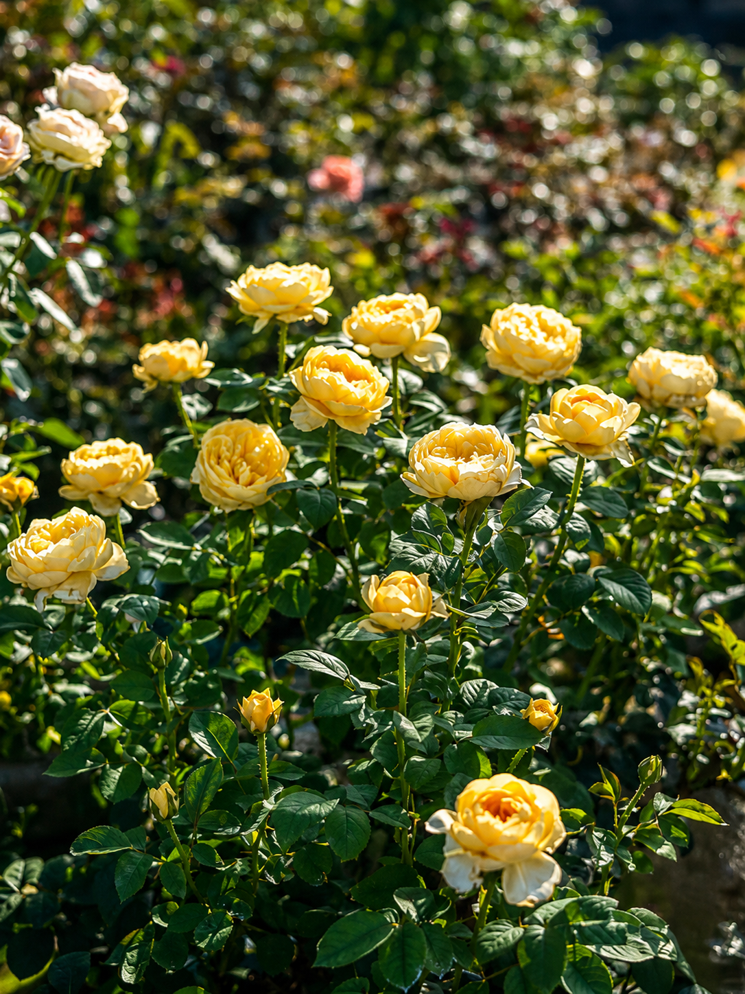 Jeanne d'Arc-Potted Rose – Ready to Ship