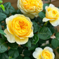Jeanne d'Arc-Potted Rose – Ready to Ship