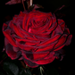 Gladiator/Matador-Potted Rose – Ready to Ship