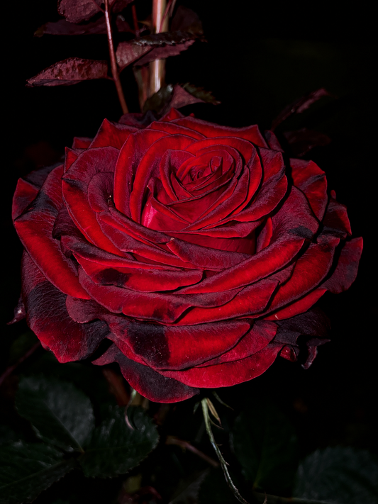 Gladiator/Matador-Potted Rose – Ready to Ship