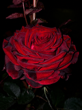Gladiator/Matador-Potted Rose – Ready to Ship