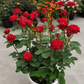 Gladiator/Matador-Potted Rose – Ready to Ship