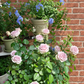 Fifth Avenue Rose （Ocean Mystery）  - Bare Roots