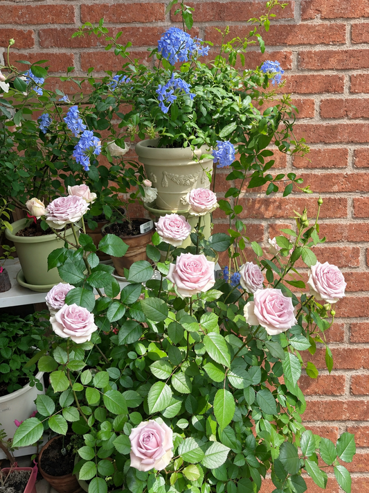 Fifth Avenue Rose （Ocean Mystery）  - Bare Roots