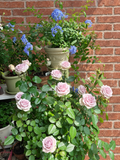 Fifth Avenue Rose （Ocean Mystery）  - Bare Roots