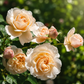 Moonlight in Paris-Potted Rose – Ready to Ship