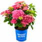 Starfield® Reblooming Hydrangea-Double-flowered hydrangea, Easy Bloom series.