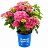 Starfield® Reblooming Hydrangea-Double-flowered hydrangea, Easy Bloom series.