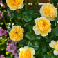 Jeanne d'Arc-Potted Rose – Ready to Ship