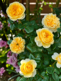 Jeanne d'Arc-Potted Rose – Ready to Ship