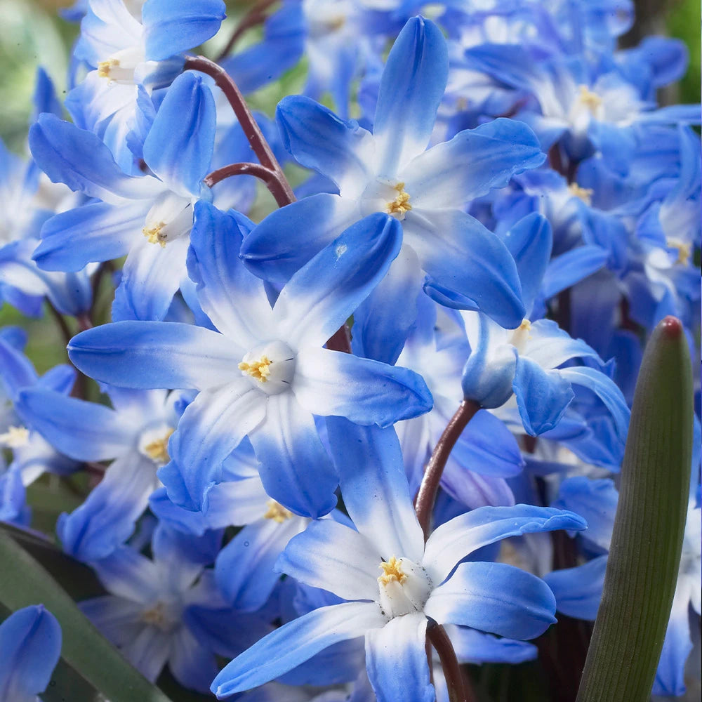 Chionodoxa Forbesii - 10 bulbs