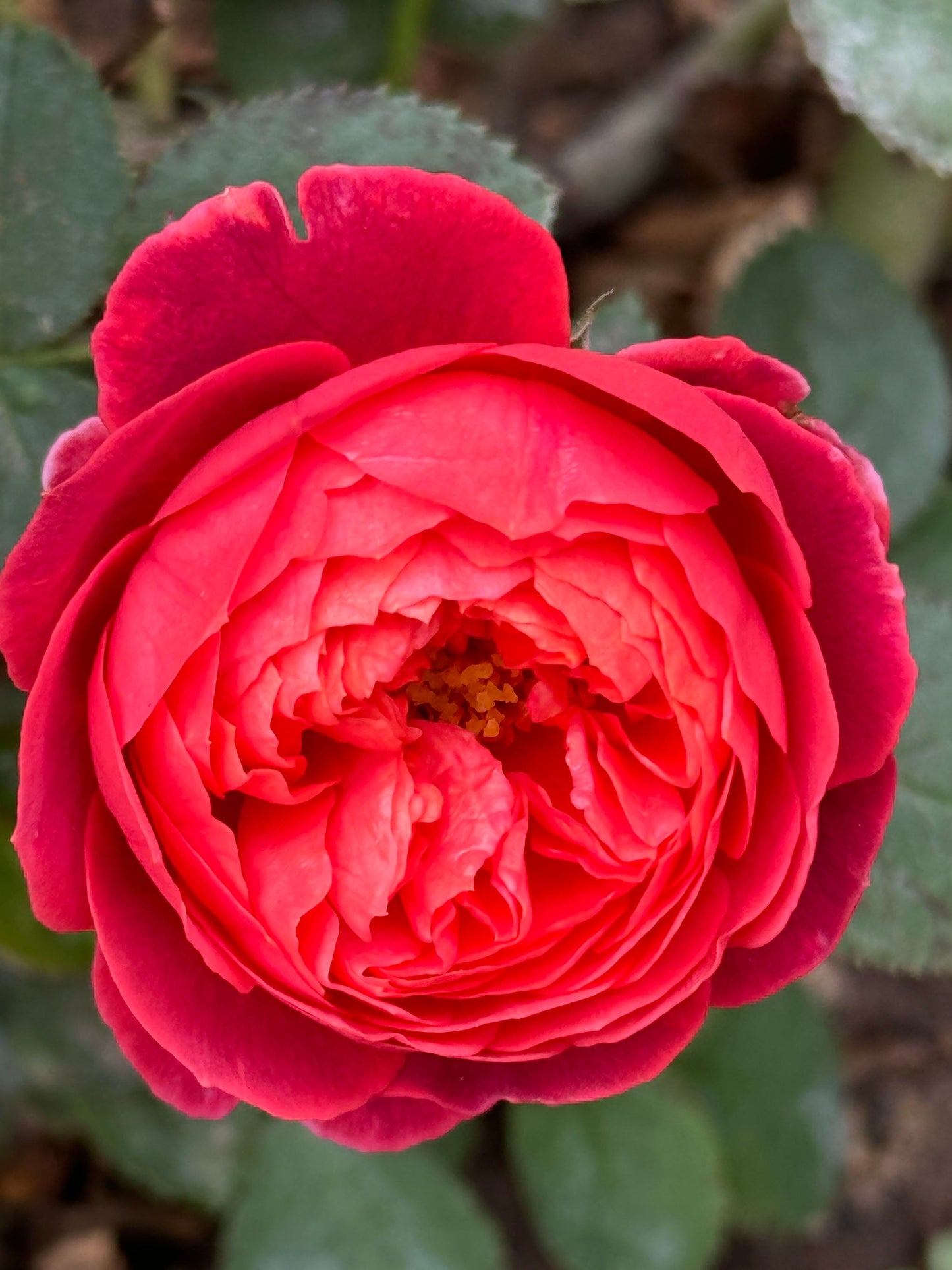 Cinnabar Bowl Rose Red朱砂碗月季花 红色