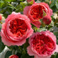 Cinnabar Bowl Rose 朱砂碗 Chinese Rose 2025 Pre-Order (Own-Root)