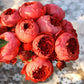 Cinnabar Bowl Rose 朱砂碗 Chinese Rose 2025 Pre-Order (Own-Root)