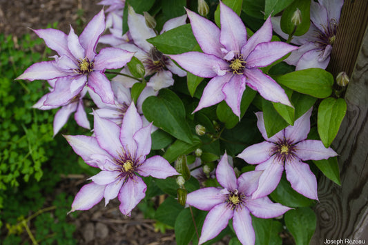 BOULEVARD® 'SAMARITON JO' CLEMATIS 大道系撒玛利亚乔-1 Gallon Pot